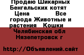 Продаю Шикарных Бенгальских котят › Цена ­ 17 000 - Все города Животные и растения » Кошки   . Челябинская обл.,Нязепетровск г.